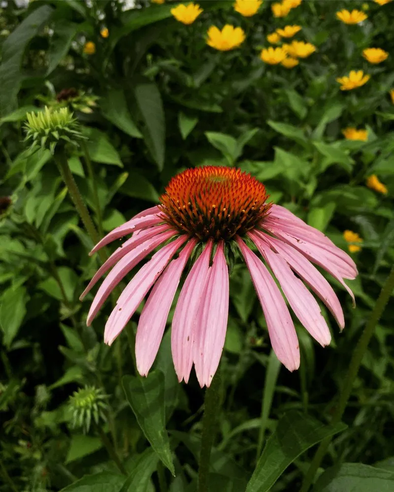 Top-rated lawn care service for outdoor upgrades in Saint Paul, MN by Northern Natural Gardens