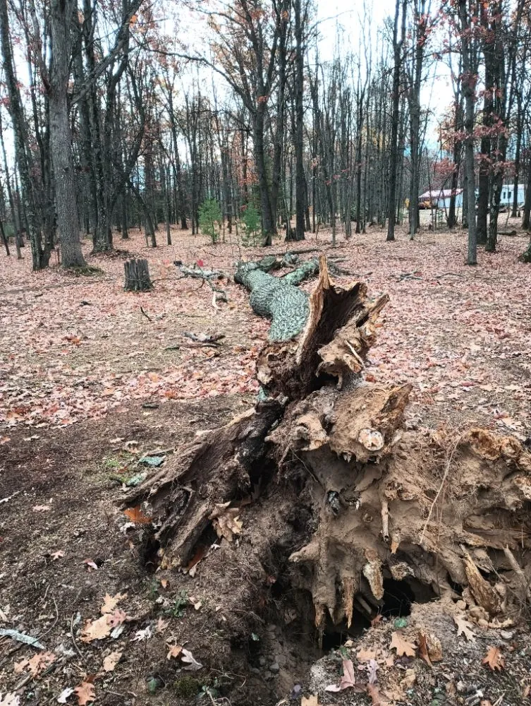 Trusted yard maintenance experts serving Lake, MI - Northern Roots Stump Grinding