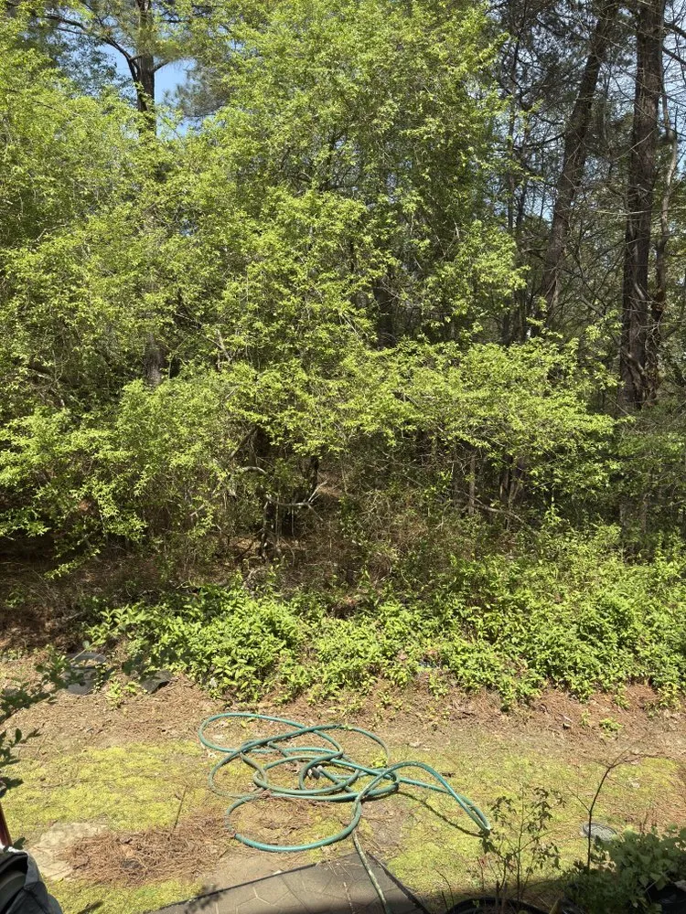 Top-rated yard cleanup service with custom design across Raleigh, NC - Northern Seasons Landscaping