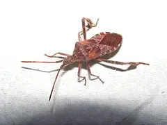 Professional yard maintenance for year-round maintenance in Sandpoint, ID by Northern States Pest & Weed Control