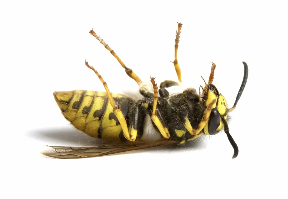 Affordable lawn care service in Sandpoint, ID - Northern States Pest & Weed Control