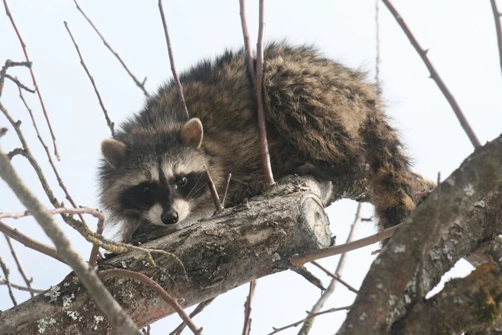 Professional lawn care service in Sandpoint, ID by Northern States Pest & Weed Control