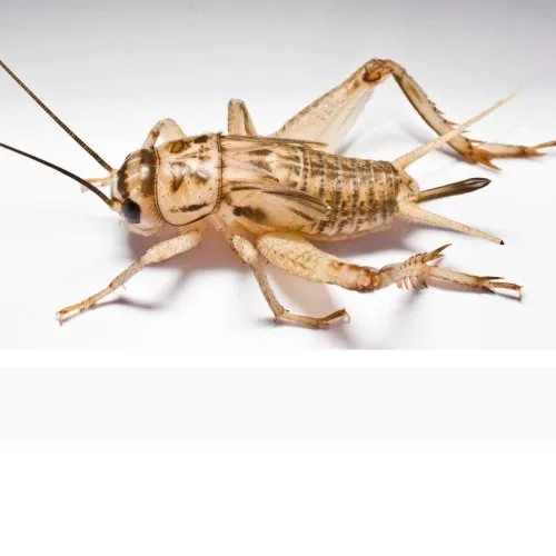 Trusted landscaping services for residential properties in Moscow, ID by Northern States Pest and Weed Control