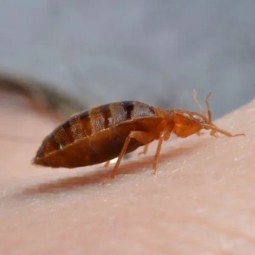 Professional garden landscaping in Moscow, ID - Northern States Pest and Weed Control