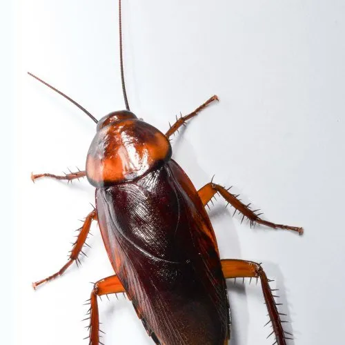 Top-rated landscape design for year-round maintenance in Moscow, ID by Northern States Pest and Weed Control