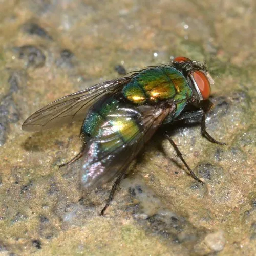 Reliable yard maintenance in Moscow, ID by Northern States Pest and Weed Control