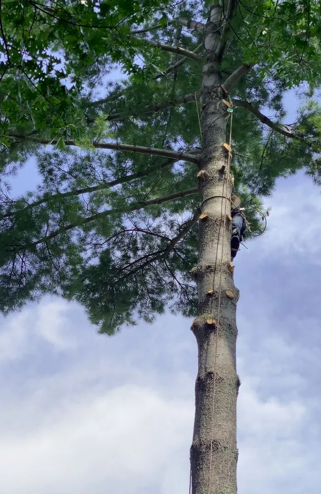 Affordable garden landscaping for residential properties across Crosslake, MN - Northern Tree and Landscaping Service