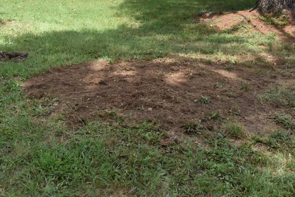 Top-rated yard maintenance in Winchester, VA - Northern Virginia Stump Removal