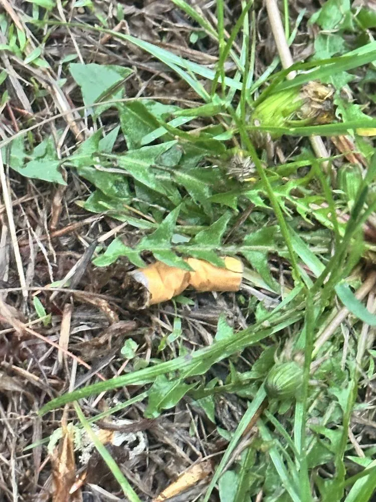 Local garden landscaping for outdoor upgrades across Fryeburg, ME - Northface Landscaping