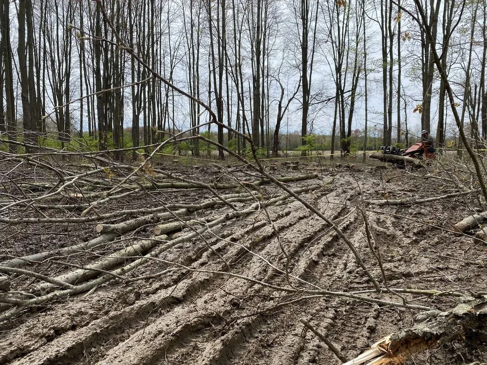 Expert yard maintenance with custom design across Cincinnati, OH - Northfield Services