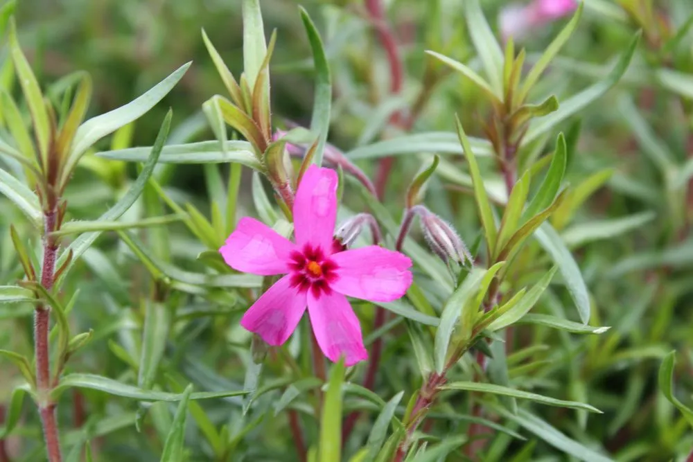 Top-rated residential landscaping for year-round maintenance across Post Falls, ID - Northland Nursery