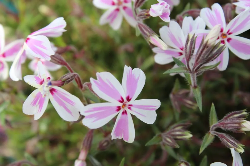 Reliable yard cleanup service with custom design across Post Falls, ID - Northland Nursery