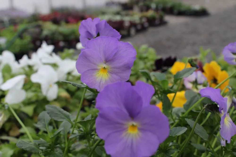 Expert yard cleanup service in Post Falls, ID by Northland Nursery