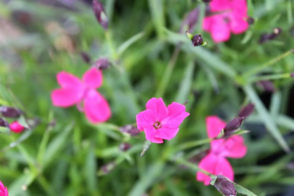 Trusted landscape installation for year-round maintenance across Post Falls, ID - Northland Nursery