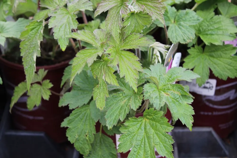 Reliable landscape installation experts serving Post Falls, ID - Northland Nursery