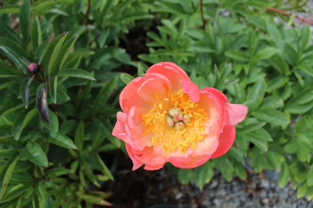 Custom yard maintenance near you in Post Falls, ID by Northland Nursery