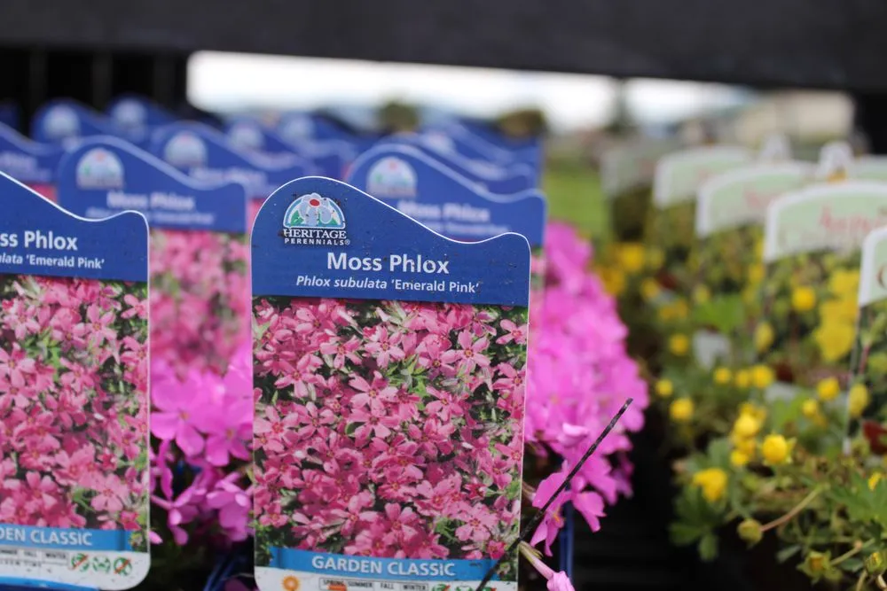 Expert yard cleanup service in Post Falls, ID by Northland Nursery