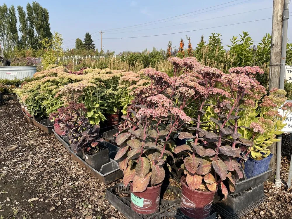 Reliable outdoor landscaping in Post Falls, ID - Northland Nursery