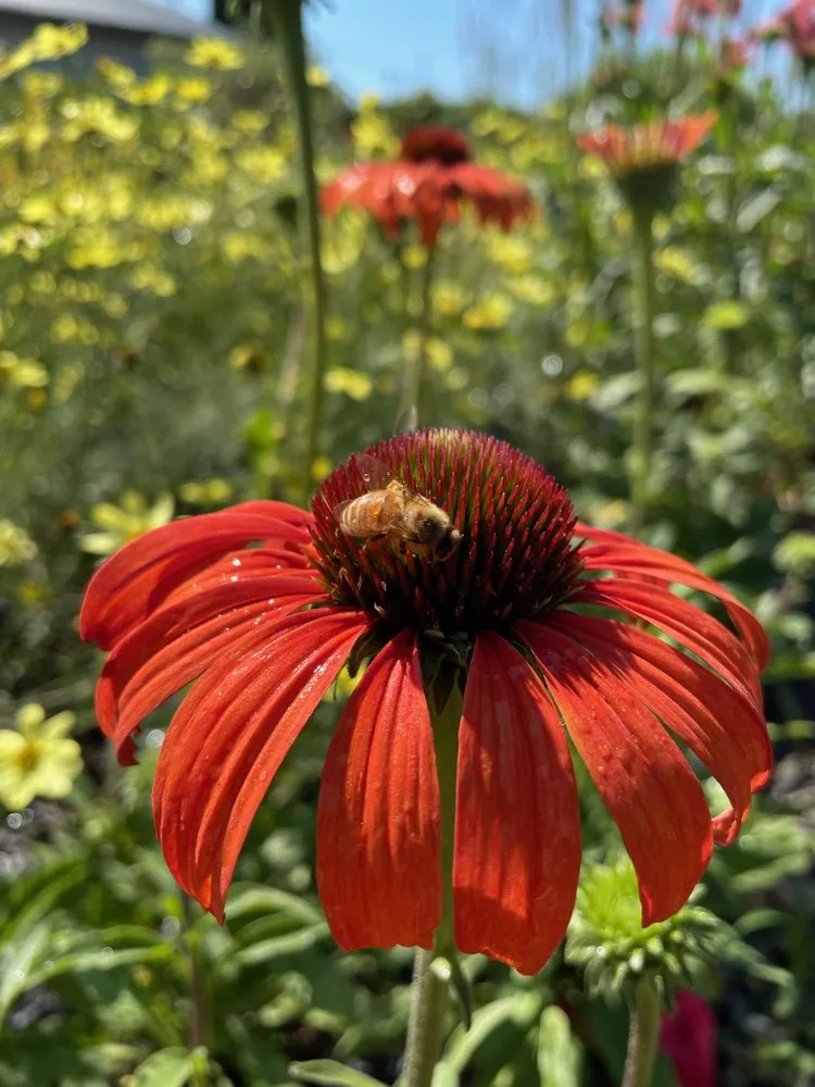 Expert landscaping services in Post Falls, ID by Northland Nursery