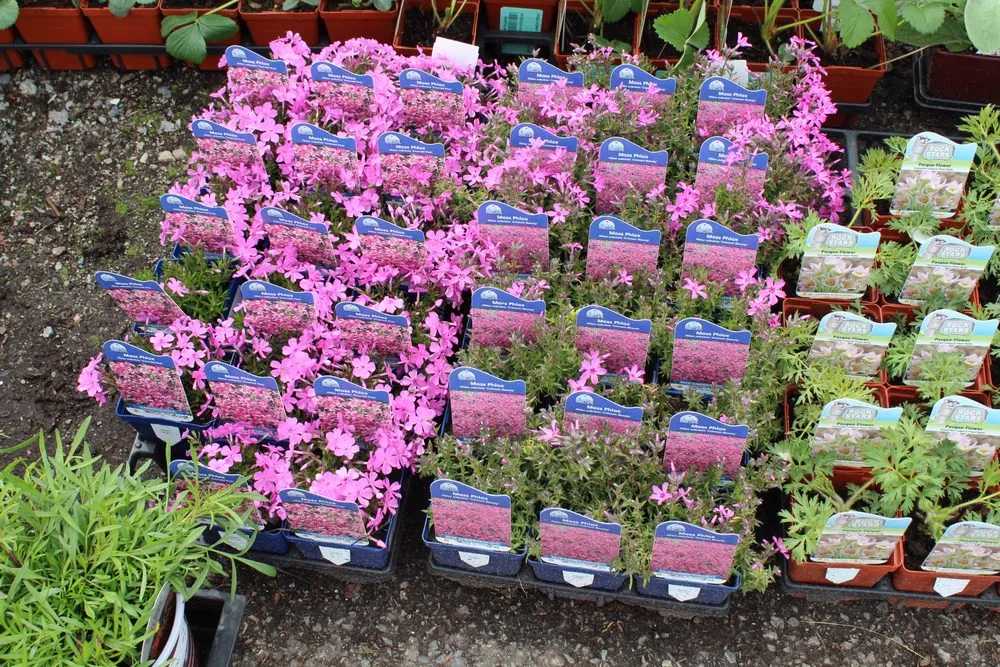 Affordable yard cleanup service near you in Post Falls, ID by Northland Nursery