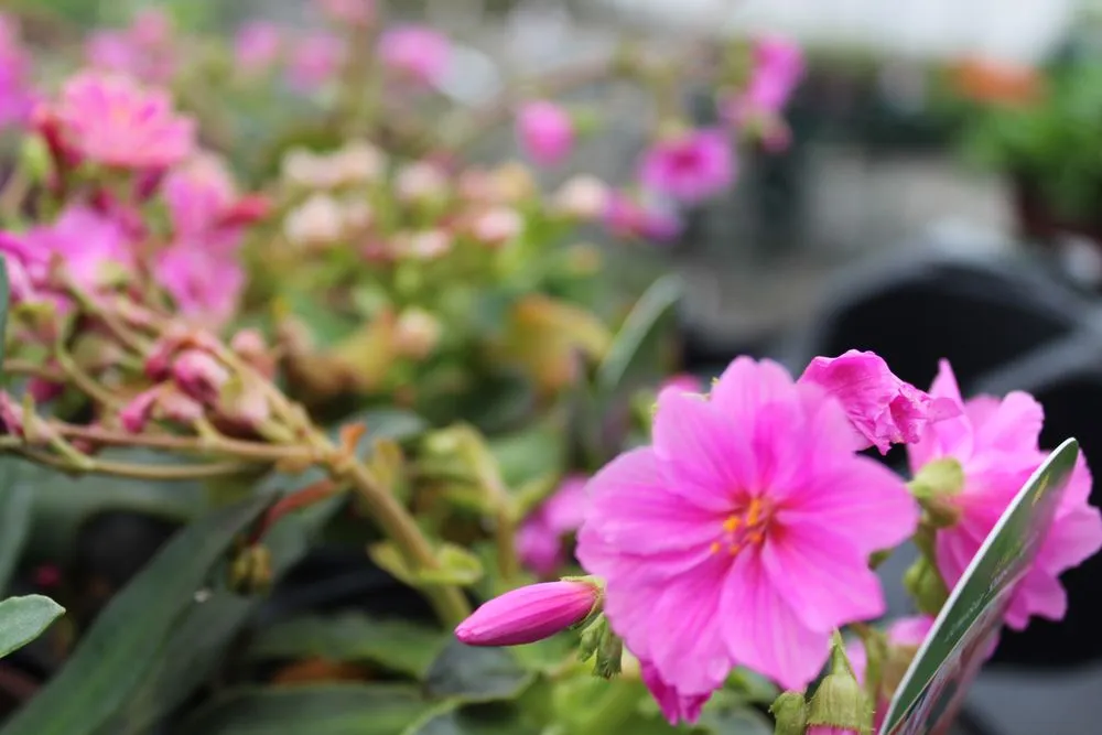 Custom lawn care service for homes in Post Falls, ID by Northland Nursery