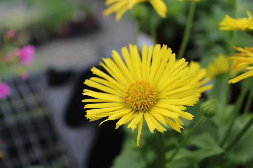 Affordable landscape installation in Post Falls, ID by Northland Nursery