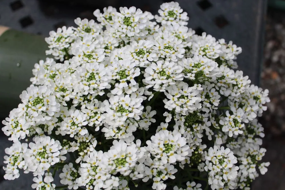 Top-rated lawn mowing service in Post Falls, ID - Northland Nursery