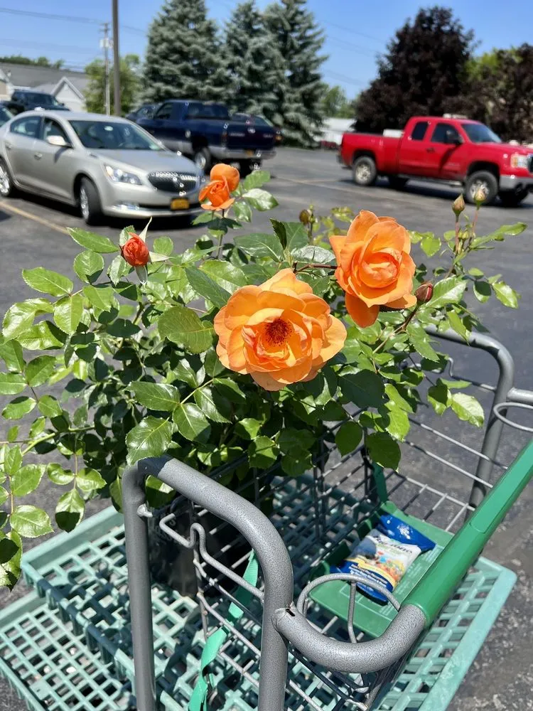 Custom lawn care service in Buffalo, NY - Northridge Nursery