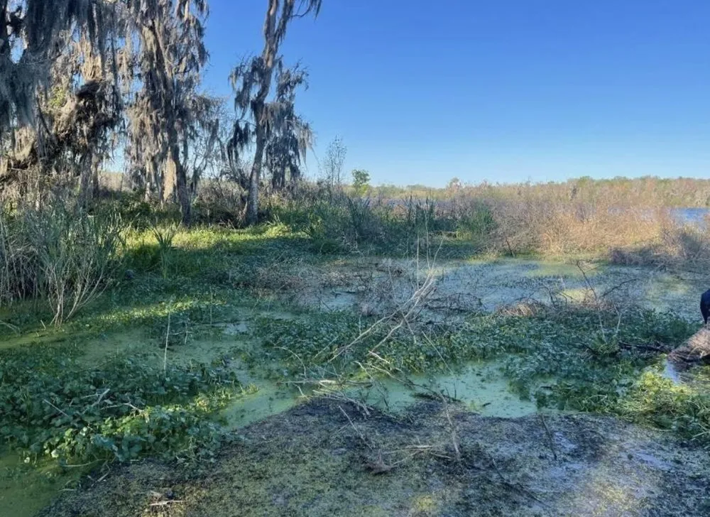 Affordable landscape design for year-round maintenance in Winter Haven, FL by Northrup Environmental Services