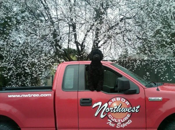 Custom landscape design for residential properties across Newberg, OR - Northwest Arbor-Culture - Tree Services