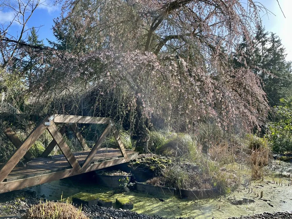 Expert yard cleanup service for beautiful yards across Newberg, OR - Northwest D&R Landscape