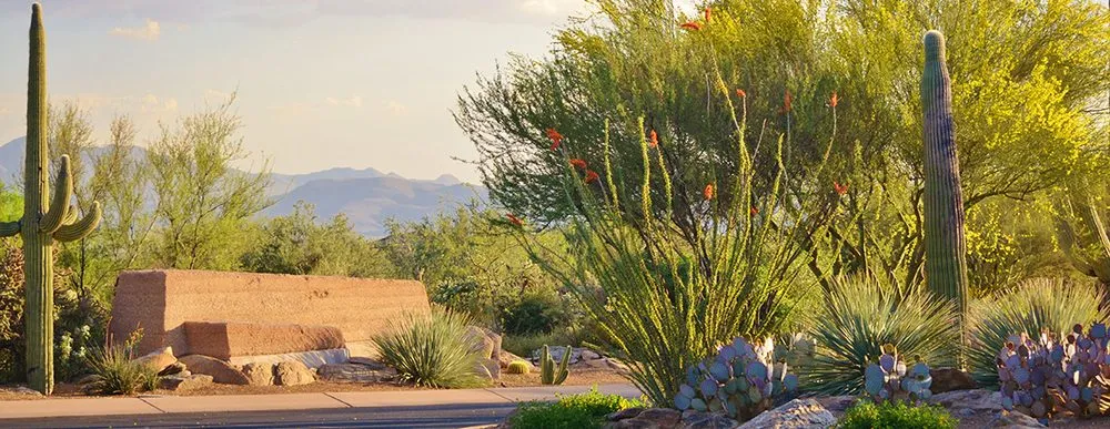 Affordable landscaping services for year-round maintenance across Tucson, AZ - Northwest Landscaping