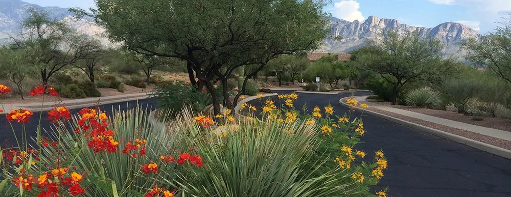 Trusted landscaping services experts serving Tucson, AZ - Northwest Landscaping