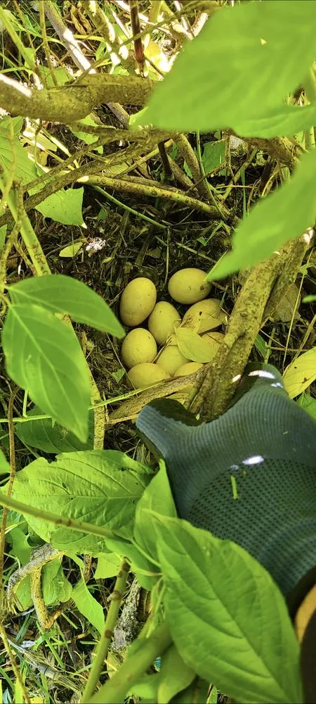 Affordable yard maintenance experts serving Puyallup, WA - Northwest Seasons Landscaping