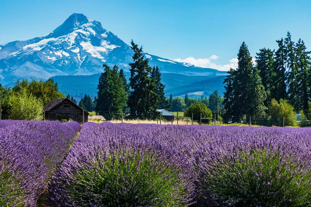 Local landscape design for beautiful yards across Washougal, WA - Northwest Vista Gardens