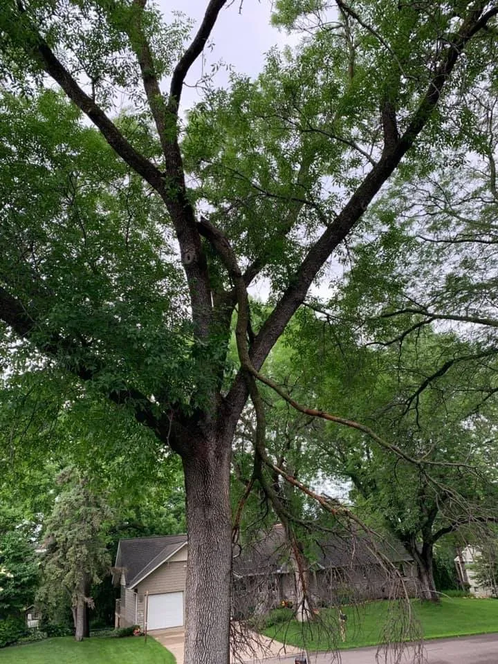 Custom lawn care service experts serving Dayton, MN - Northwood Outdoor Services