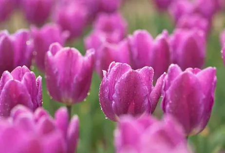 Custom landscaping services for outdoor upgrades in Grant, MI by Northwoods Greenscapes