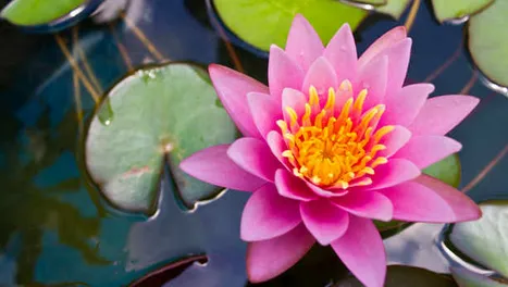 Professional lawn care service for residential properties across Grant, MI - Northwoods Greenscapes