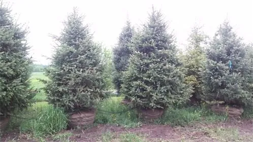 Affordable garden landscaping in Sarona, WI by Northwoods Transplanting & Landscape