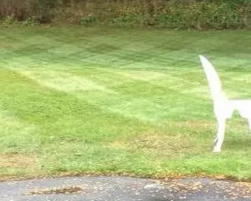 Local yard cleanup service in Kittery, ME by Norton Landscaping