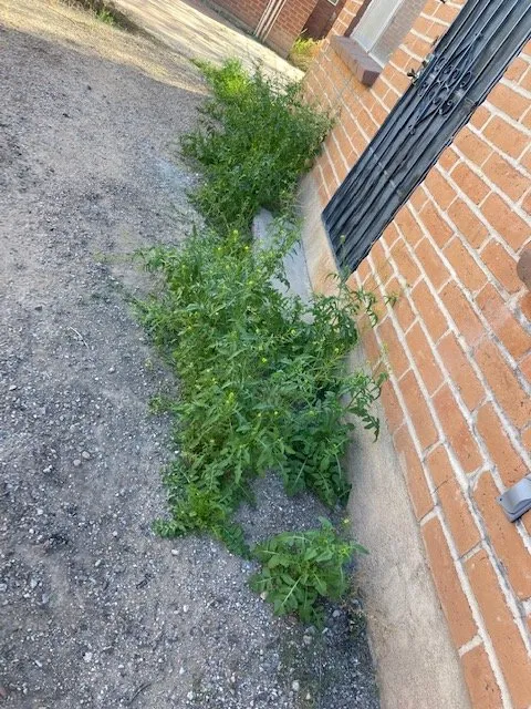 Trusted lawn mowing service in Tucson, AZ - Nosotros Landscaping