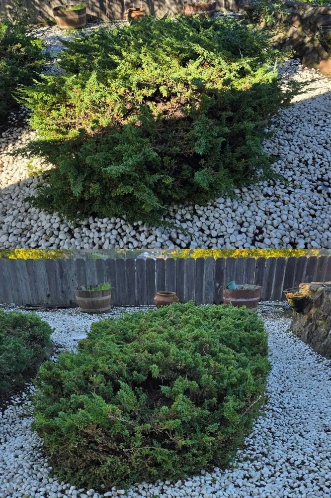 Trusted lawn mowing service in Daly City, CA - Nosso Larr Hauling