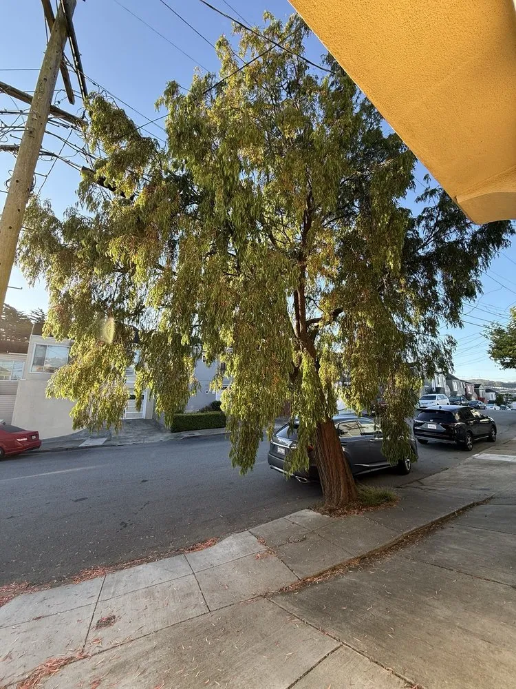 Custom lawn mowing service in Daly City, CA by Nosso Larr Hauling