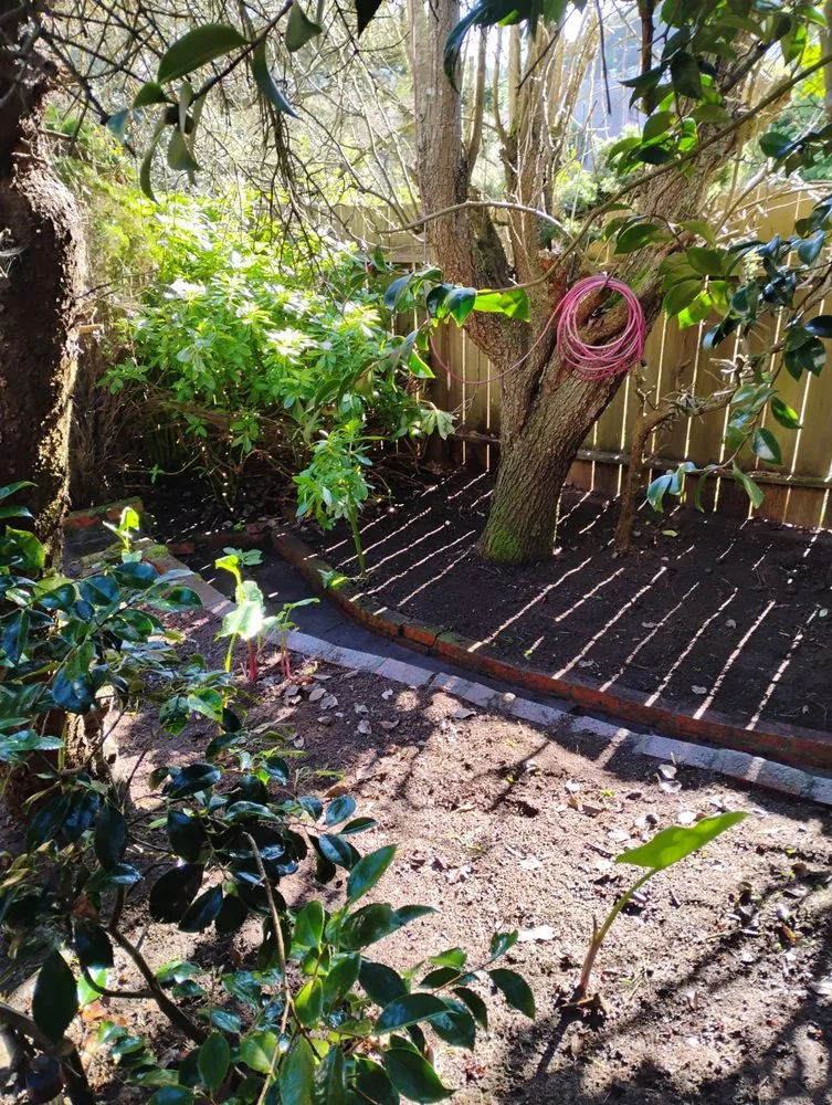 Trusted yard cleanup service for beautiful yards across Daly City, CA - Nosso Larr Hauling
