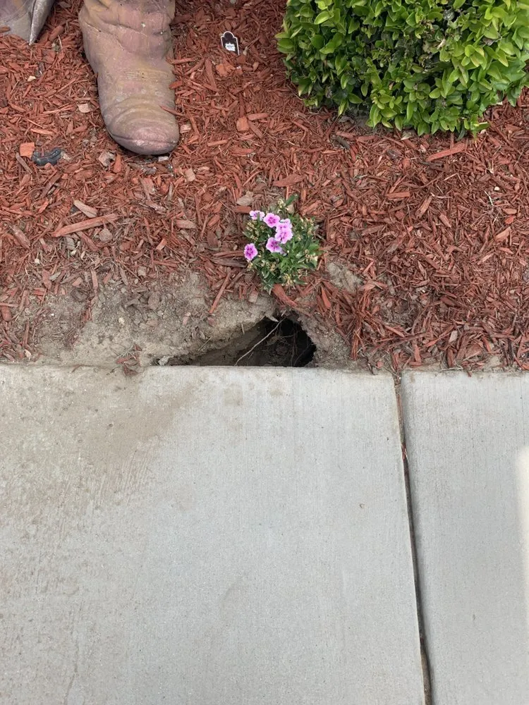 Trusted lawn mowing service in Riverside, CA - Not Just Another Tree Service