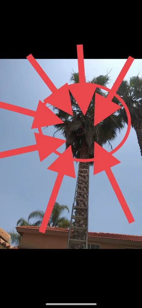 Expert yard cleanup service in Riverside, CA by Not Just Another Tree Service