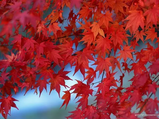 Local yard maintenance in Saint Louis, MO by Not Just Cutts Lawn Care