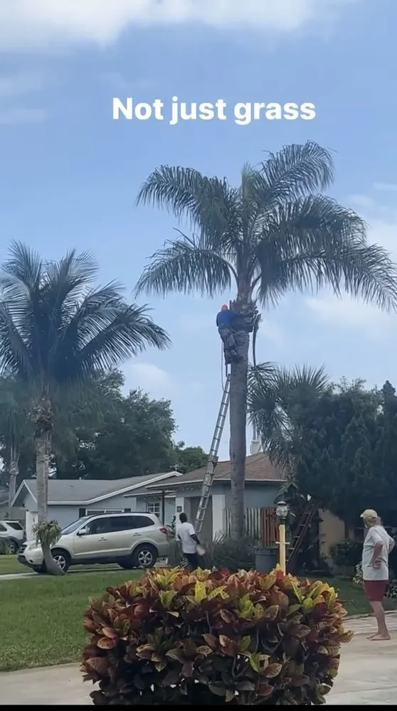 Expert landscape design in West Palm Beach, FL by Not Just Grass Lawn Service