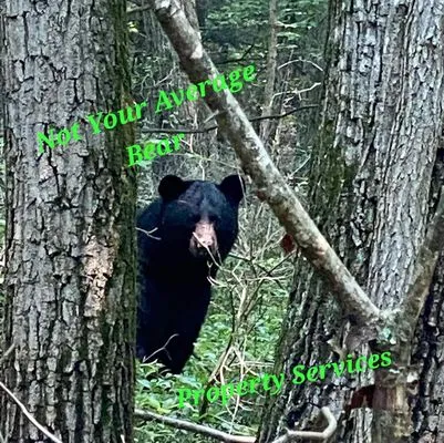 Not Your Average Bear Property Services Logo