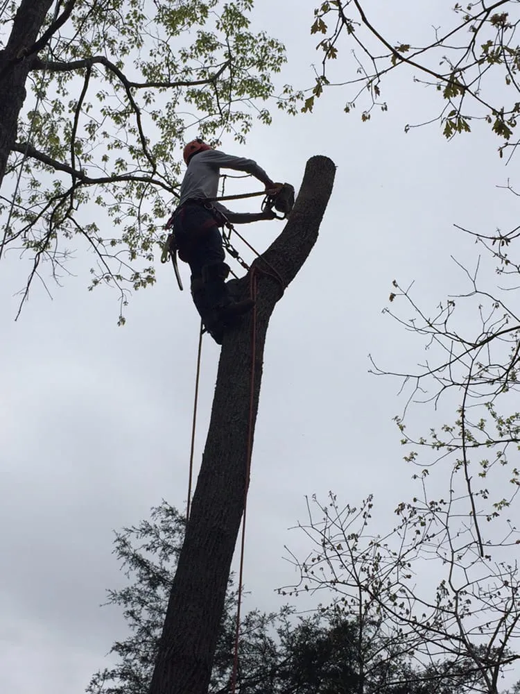 Reliable landscaping services for year-round maintenance in Centreville, VA by Nova Green Lawn and Landscapes